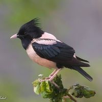 ROSY STARLING....aka the rose-colored starling or pastor....live from easternmost Europe across temperate southern Asia....winter in India and tropical Asia....measure 8.5 to 10.25 inches long....feed on fruits, berries, flower-nectar, cereal grains and insects