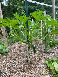 How to Start Growing Zucchini Vertically (it's easy!)