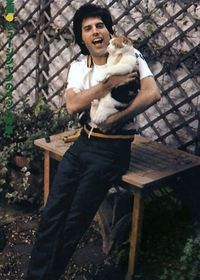 Freddie Mercury e i suoi gatti: una straordinaria amicizia | Darlin Magazine