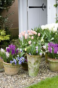 How to plant bulbs in the autumn for spring