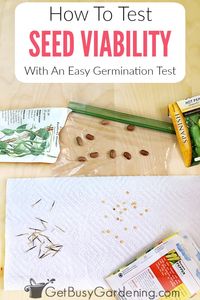 If you have old seeds laying around, it's smart to perform a seed viability test so you can tell if seeds will germinate, without wasting time planting bad seeds. Learn how to perform a simple paper towel germination test, and figure out your seed germination rate with these detailed step-by-step instructions.