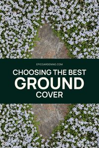 Thinking about replacing your lawn? Read this first! We've gathered our favorite ground cover plants to help you choose the best option for your growing conditions, including low light ground cover, partial sun plants, full sun plants, and drought-tolerant ground cover plants. These options are perfect for anyone who is trying to avoid soil erosion or reduce the time and energy it takes to maintain a lawn. See all of our top picks for low-maintenance ground cover plants here!