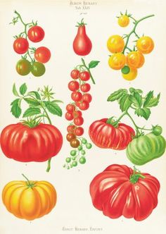 an image of tomatoes and other vegetables on a white background with clippings for text