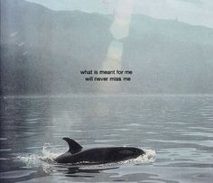 an orca swimming in the water with a quote above it that reads, what at meant for me will never miss me