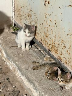three kittens are sitting on the steps outside in front of a rusted door