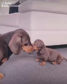 two dachshund puppies playing with each other