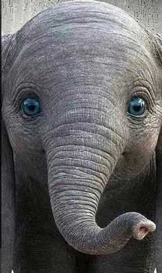 an elephant with blue eyes is standing in front of a wooden fence and looking at the camera