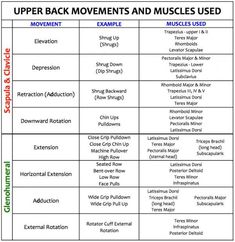 the upper back movements and muscles used in this exercise chart are shown below it's image