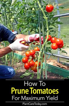 a man kneeling down in front of a tomato plant with lots of tomatoes growing on it