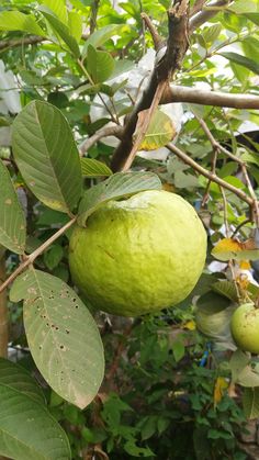 a green fruit hanging from a tree with leaves