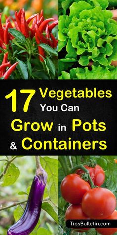 vegetables that are growing in pots and containers with the words 17 vegetables you can grow in pots