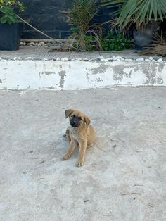 a small brown dog sitting on top of a cement floor next to potted plants