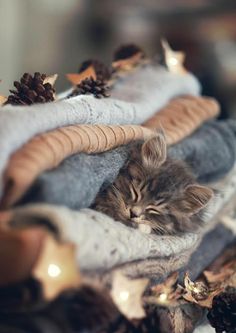 a small kitten sleeping on top of blankets with pine cones and lights in the background
