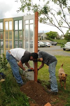 two men are working together to plant a tree in the yard while a dog looks on