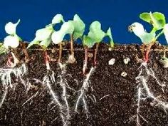 A time lapse spanning 9 days shows the growth of radish seeds sprouting while their roots grow deeper into the dirt. Plant Growth, Plant Life, Spring Plants, Primary Science, Life Cycles