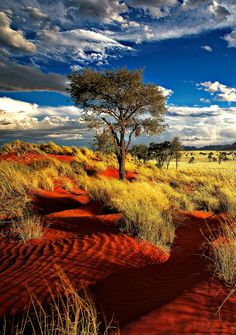 a lone tree stands in the middle of an arid area with red sand and blue skies