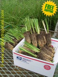 Vetiver Grass (Chrysopogon zizanioides) 30-Plant Pack Nature, Soil And Water Conservation, Soil Conservation, Growers, Planting Zones Map, Water Treatment, Health And Wellness