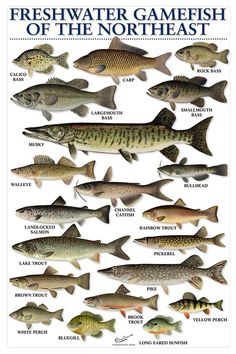 a poster showing different types of fish in the water with caption that reads, freshwater gamefish of the north coast