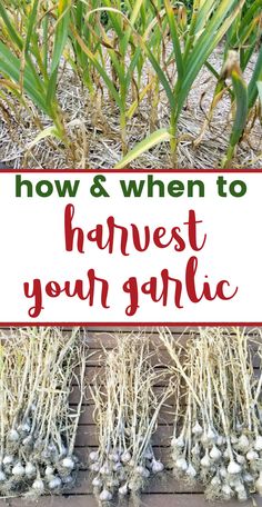 garlic plants in the garlic and bundles of harvested garlic with text overlay How & When to Harvest Your Garlic When To Pick Garlic, When To Harvest Garlic, When To Harvest Onions, How To Harvest Garlic, When To Plant Garlic, How To Plant Garlic, Harvesting Garlic, Planting Garlic In Fall