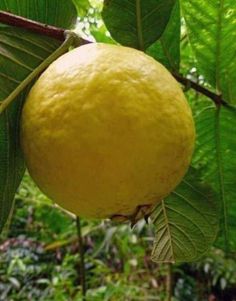 a large yellow fruit hanging from a tree