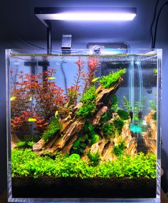 an aquarium filled with plants and rocks on top of a wooden table next to a light