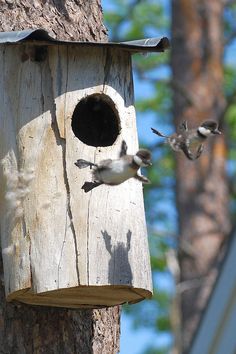 two birds are flying near a birdhouse