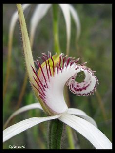 A Unique Australian Native Spider Orchid Flower Pictures