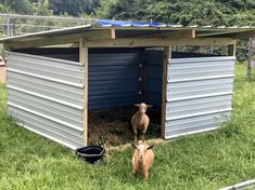 two goats are standing in the grass next to a shed with metal panels on it