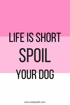 Life is short SPOIL your dog! Dog Sayings, Dog Quotes Funny, Dog Memes