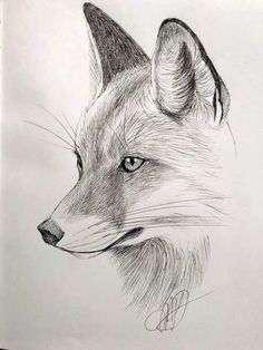 a pencil drawing of a fox's head