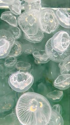 many jellyfish are floating in the water