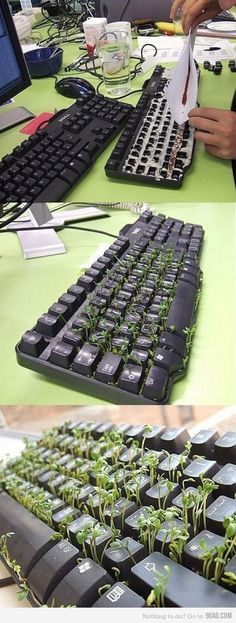 there are many plants growing out of the computer keyboard's keys and mouses