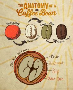 Coffee Bean Grinder, Coffee Beans, Coffee Brewing, Coffee Roasting, Coffee Grinder, Coffee Facts, Gourmet Coffee Beans, Coffee Lover