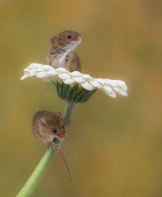 two small mice sitting on top of a white flower