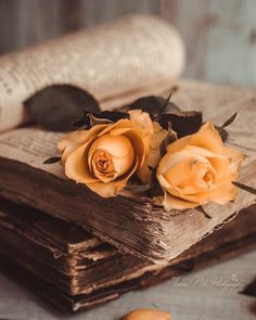 two yellow roses sitting on top of an old book