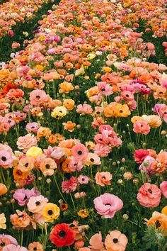 a field full of colorful flowers that are blooming in different colors and sizes,
