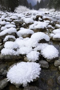 snow covered rocks and plants on the ground