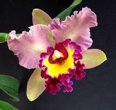 Cattleya #orchid #flower – learn 2 #grow #cattleya http://www.growplants.org/growing/cattleya