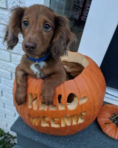 a dog is sitting in a carved pumpkin