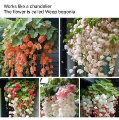 flowers are hanging from the side of a building, and in different stages of blooming