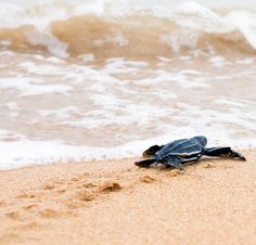 Turtle hatching! | When staying at: Jupiter Beach Resort & Spa at North Palm Beach, Florida Nature, Marine Life, Sea Turtles, Turtle Beach, Sea Turtle Print, Sea Turtle, Leatherback Turtle, Green Sea Turtle, Sea Turtle Bracelet