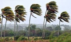 several palm trees blowing in the wind