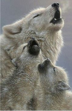 Foxes, Wolf Love, Wolf, Beautiful Wolves, Wolf Pup, Perros