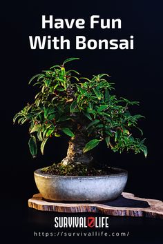 “Bonsai” literally translated means simply “plant in a pot”. Originally in nature, a seed could have fallen into a “pocket” in a stone crevice, some organic material became soil, and a tree was able to grow. Perhaps Bonsai began in this way. Read on to learn more! Nature, Seeds, Gardening, Plants, Gardening Tips, Growing, Plant, Tree, Compost Tea