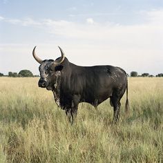 a bull with large horns standing in tall grass