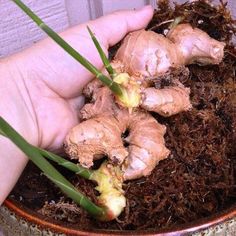 growing grocery ginger Landscaping Ideas, Growing Groceries, Growing Herbs