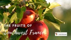 8 utterly delicious fruits from Southwest France  | French Waterways