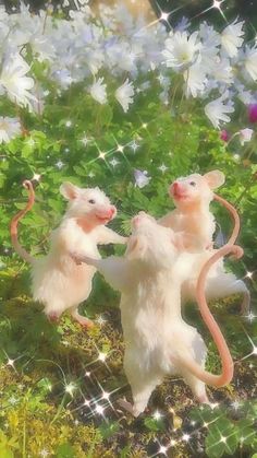 Rats, Vintage, Funny Animal Videos, Silly Cats Pictures, Cute Rat Aesthetic, Cute Rats, Funny Rats, Cute Animals Images, Cute Animals