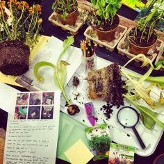 We are investigating bulbs, seeds, and roots. This was a provocation from our "Tiny Seed" inquiry. -Joanne Babalis (Blog: www.myclassroomtransformation.blogspot.com) Early Childhood Education, Inspired Learning, Classroom Transformation, Classroom, Earth Day, Reggio Classroom