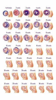 Stages Of Pregnancy, Pregnancy Care, Pregnancy Stages, Pregnancy Months, Pregnancy Information, Baby Growth In Womb, Pregnancy Guide
